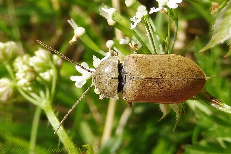 Dascillidae: Dascillus cervinus